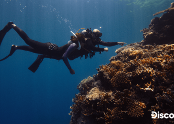 Red Sea Global and Warner Bros. Discovery unite on Red Sea coral documentary