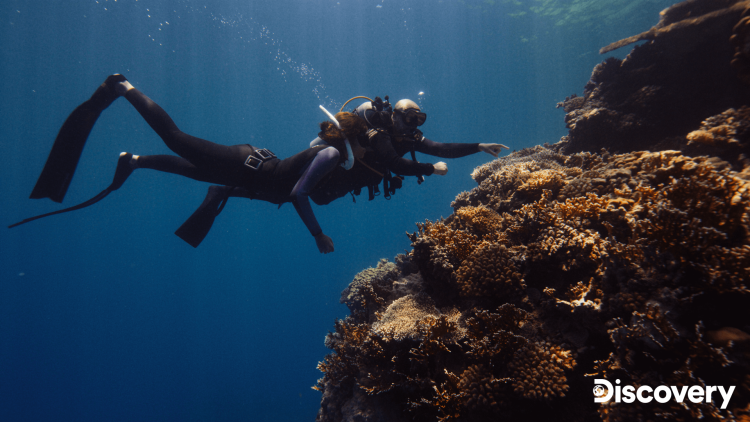 Red Sea Global and Warner Bros. Discovery unite on Red Sea coral documentary