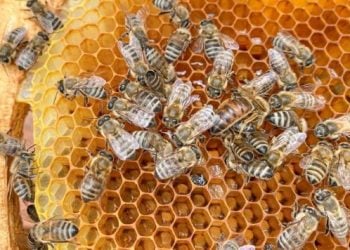 'Reef Saudi' Invests SAR140 Million in Honey Sector, Aims for Over 7,000 Ton Production by 2026